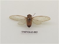 藏品(臺灣姬蟬)的圖片